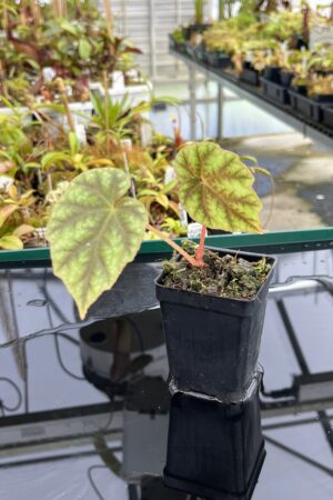 Close Up of Begonia shiwanshanensis (China) | Florae Collaborative | | IN24836