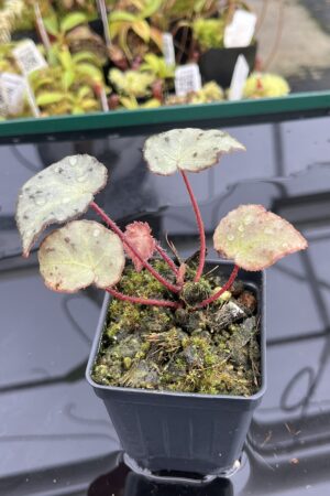 Close Up of Begonia wiformis (Vietnam) | Florae Collaborative | | IN24834