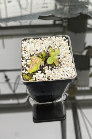 Close Up of Cephalotus follicularis | Borneo Exotics | | IN25229