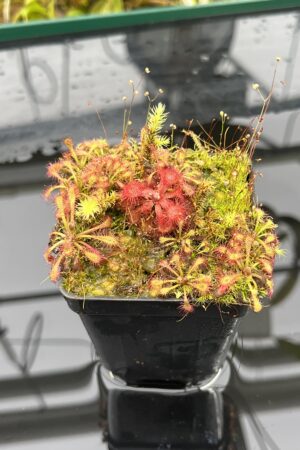 Close Up of Drosera rubrifolia & D. ultramafica seedlings | Best Carnivorous Plants | BCP-673 | H25216