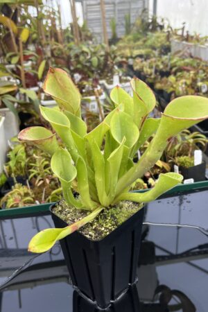 Close Up of Heliamphora exappendiculata (Amuri Tepui) | Andreas Wistuba | AW-05 | H25015