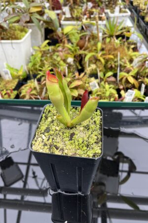 Close Up of Heliamphora sarracenioides (Ptari, Ven.) | Andreas Wistuba | AW-05 | H25063