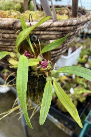 Close Up of Maxillaria variabilis 'Red' | Florae Collaborative | | IN25186