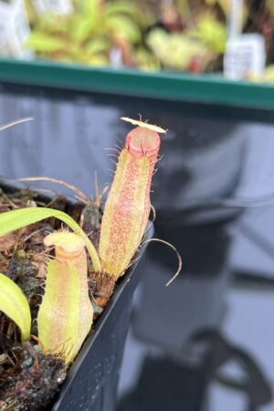 Close Up of Nepenthes Rokko EP x edwardsiana | JH | Jeremiah Harris | JH-202.19 | IN24826