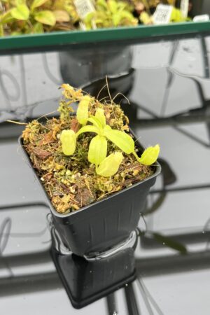 Close Up of Nepenthes Rokko EP x villosa | JH | Florae | Jeremiah Harris | JH-536 | IN25055