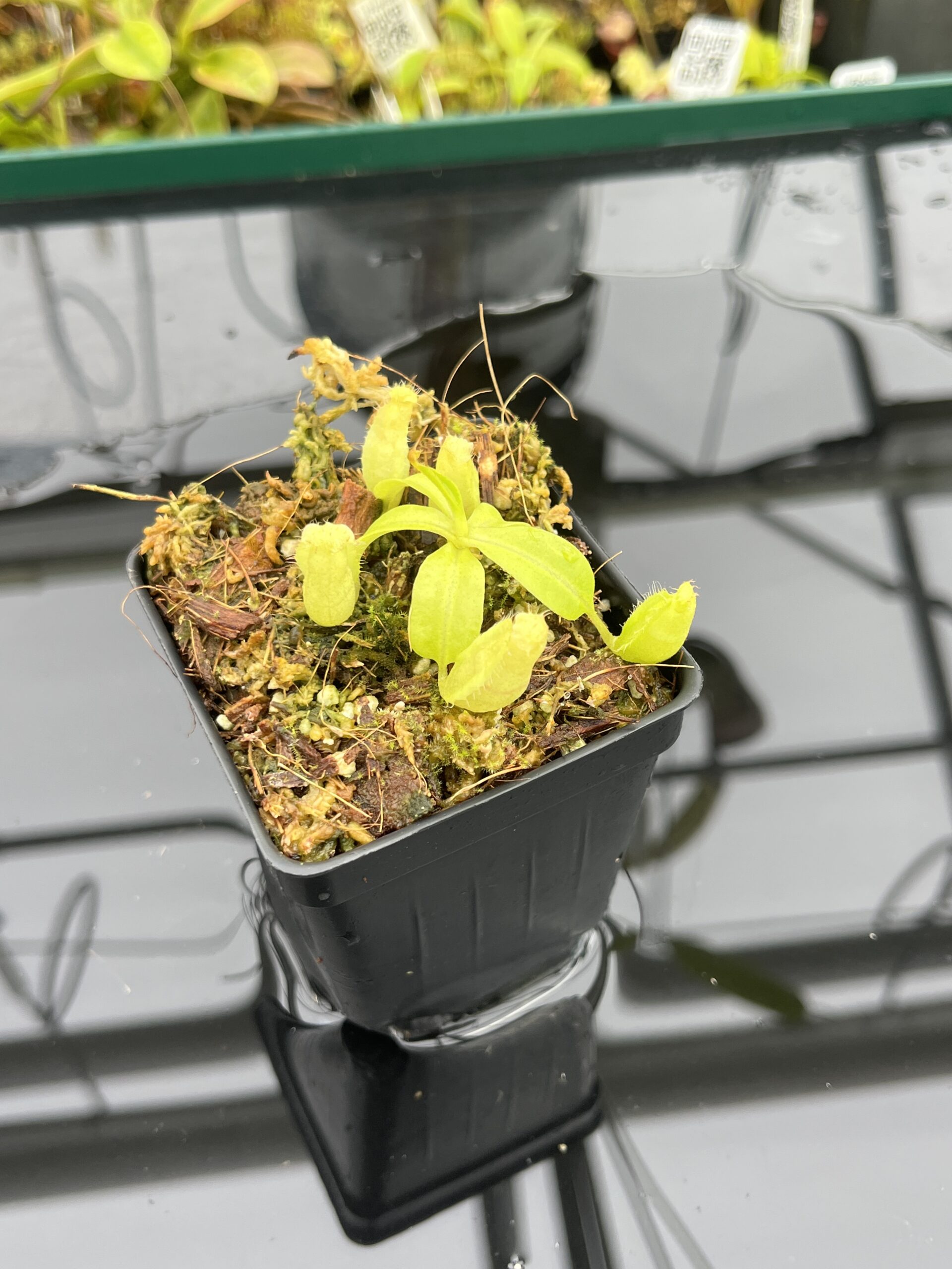 Close Up of Nepenthes Rokko EP x villosa | JH | Florae | Jeremiah Harris | JH-536 | IN25055