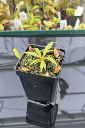 Close Up of Nepenthes Song of Melancholy' x jacquelineae | JH | Florae | Seed Grown | Jeremiah Harris | JH-411.00 | IN24825