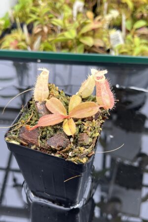 Close Up of Nepenthes 'Song of Melancholy' x peltata | JH | Jeremiah Harris | JH-410 | IN24914