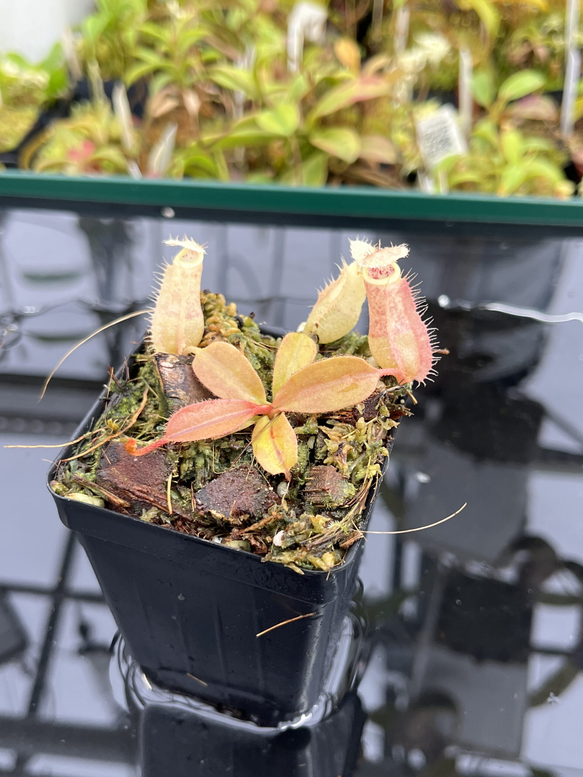 Close Up of Nepenthes 'Song of Melancholy' x peltata | JH | Jeremiah Harris | JH-410 | IN24914