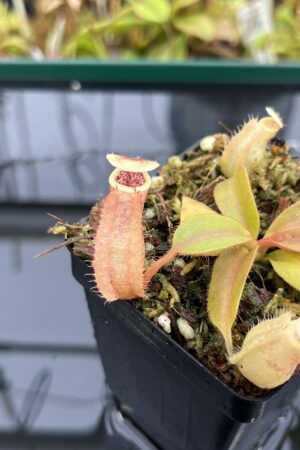 Close Up of Nepenthes 'Song of Melancholy' x peltata | JH | Jeremiah Harris | JH-410 | IN24915