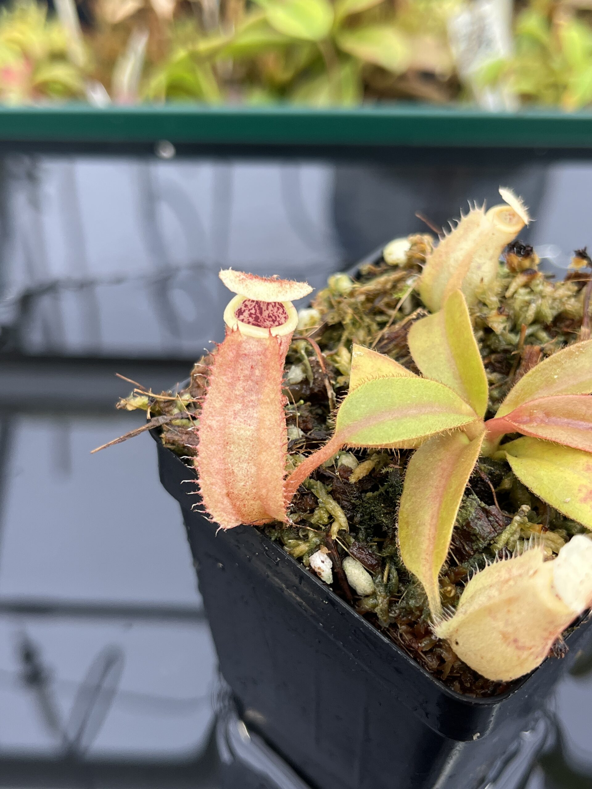 Close Up of Nepenthes 'Song of Melancholy' x peltata | JH | Jeremiah Harris | JH-410 | IN24915