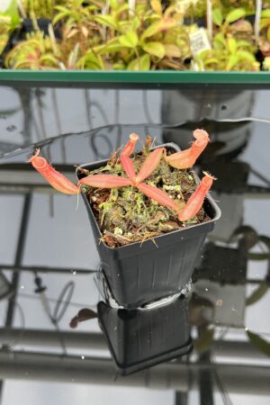 Close Up of Nepenthes albomarginata, red (Gunung Jerai) | Florae | SG | Florae Collaborative | FC-367 | IN24904
