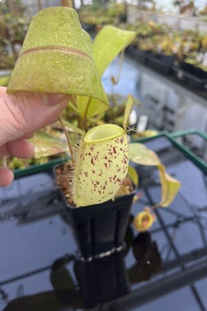 Close Up of Nepenthes ampullaria | Borneo Exotics | BE-3007 | L24891