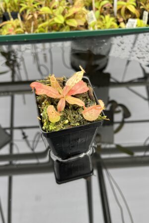 Close Up of Nepenthes ampullaria | Borneo Exotics | BE-3007 | L25156