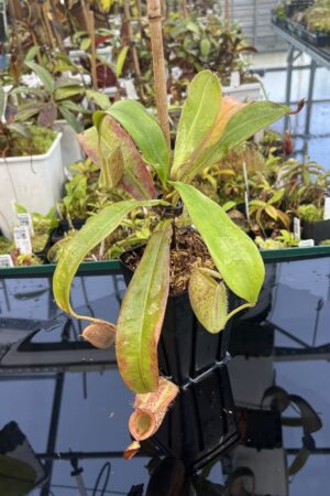 Close Up of Nepenthes ampullaria | Borneo Exotics | BE-3304 | L24889