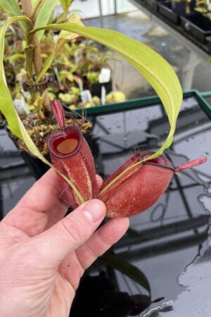 Close Up of Nepenthes ampullaria | Borneo Exotics | BE-3681 | L24803