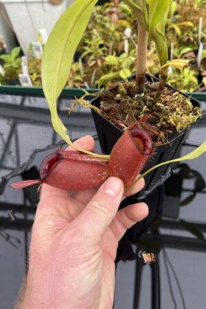 Close Up of Nepenthes ampullaria | Borneo Exotics | BE-3681 | L25141