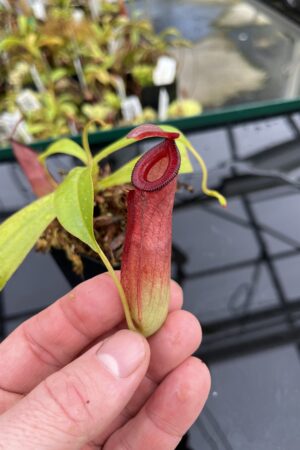Close Up of Nepenthes (ampullaria x mirabilis) x dubia | Borneo Exotics | BE-3694 | IN24810