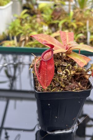 Close Up of Nepenthes ampullaria x sibuyanensis | Borneo Exotics | BE-4656 | L25152