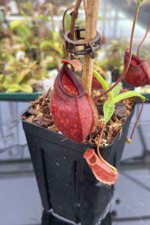 Close Up of Nepenthes aristolochioides x diabolica | Borneo Exotics | BE-3898 | H24844