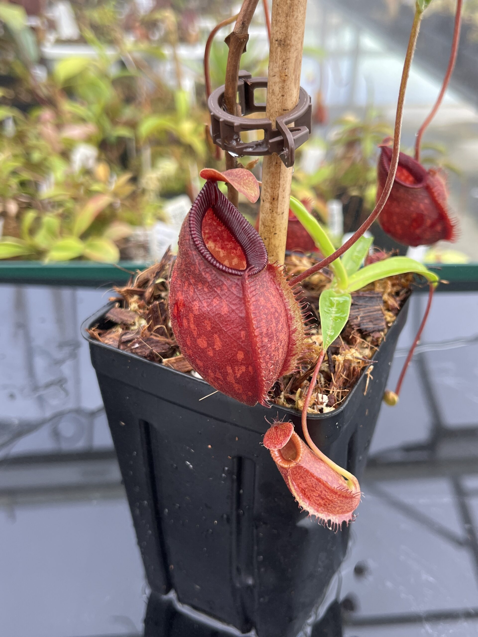Close Up of Nepenthes aristolochioides x diabolica | Borneo Exotics | BE-3898 | H24844
