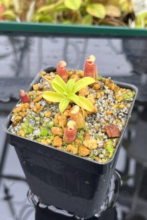 Close Up of Nepenthes aristolochioides x edwardsiana | Andreas Wistuba | AW-(ISC) | H25224