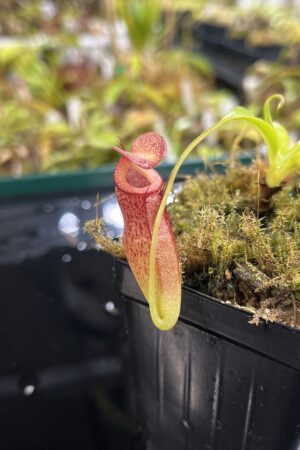 Close Up of Nepenthes (aristolocioides x flava) x edwardsiana | individual seedling (ISC) | Andreas Wistuba | AW-Nx_(aristXflav)Xed.1 | H25217