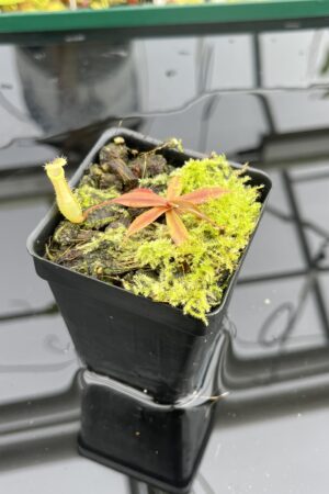 Close Up of Nepenthes bellii | Florae Collaborative | FC-139.IC | L24823