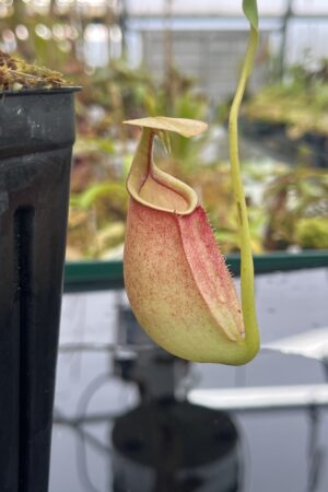 Close Up of Nepenthes bicalcarata | Borneo Exotics | BE-3029 | L25143