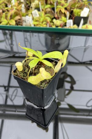 Close Up of Nepenthes bokorensis x ventricosa | Florae Collaborative | FC-178.IC | IN24827