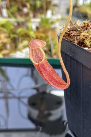 Close Up of Nepenthes bongso | Borneo Exotics | BE-3036 | H24853