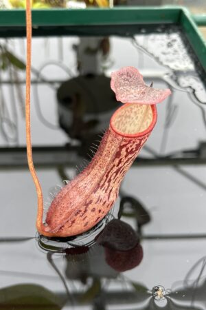 Close Up of Nepenthes boschiana | Borneo Exotics | BE-3643 | IN25095