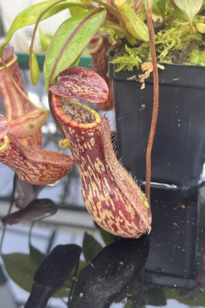 Close Up of Nepenthes boschiana | MKS | Florae | Assorted Clones | Florae Collaborative | FC-483 | IN25005