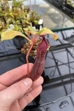 Close Up of Nepenthes boschiana x lowii | Borneo Exotics | BE-4067 | H24850