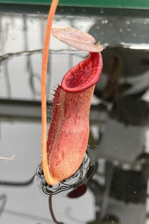 Close Up of Nepenthes boschiana x lowii | Borneo Exotics | BE-4067 | H24945