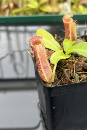 Close Up of Nepenthes (boschiana x veitchii (m) Bario - squat, pink) x (lowii x truncata - giant) | Florae | Florae Collaborative | FC-397 | IN25053