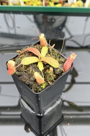 Close Up of Nepenthes boschiana x villosa | Assorted Clones | Florae Collaborative | FC-366 | IN24832