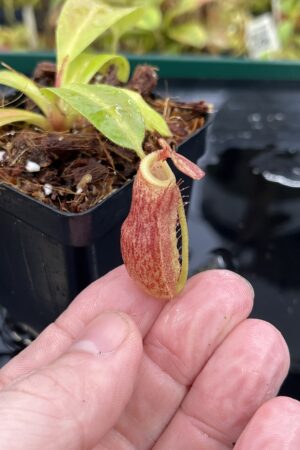Close Up of Nepenthes boschiana x villosa | Florae Collaborative | FC-366.04 | IN25192