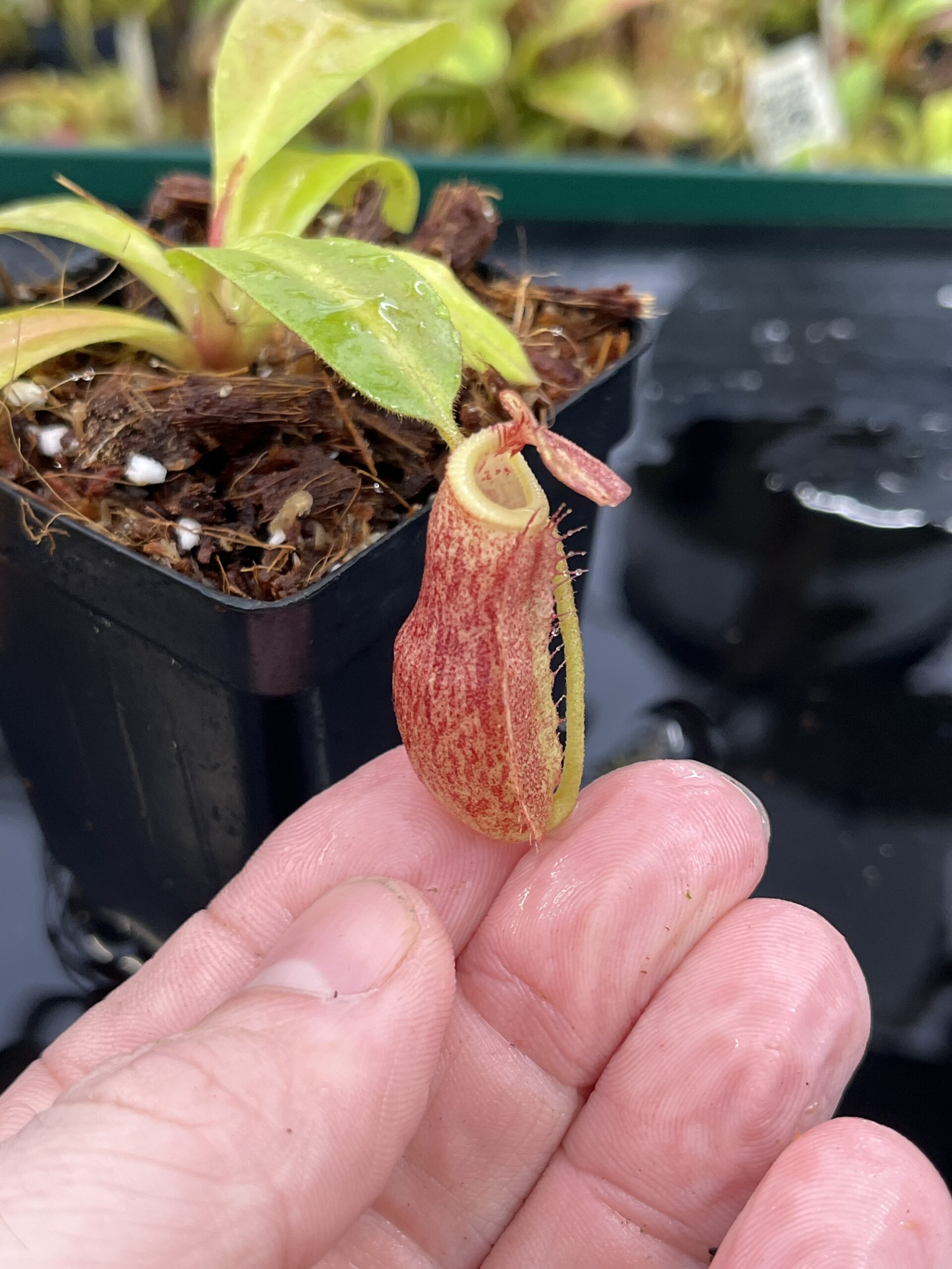 Close Up of Nepenthes boschiana x villosa | Florae Collaborative | FC-366.04 | IN25192