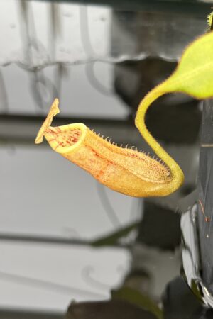 Close Up of Nepenthes burbidgeae | Borneo Exotics | BE-3873 | H24882