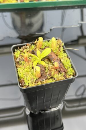 Close Up of Nepenthes burbidgeae x villosa | JH | Florae | Clone 6 | Jeremiah Harris | JH-357.06 | H24856