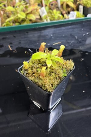 Close Up of Nepenthes burbidgeae x villosa | JH | Florae | Clone 9 | Jeremiah Harris | JH-357.09 | H25218