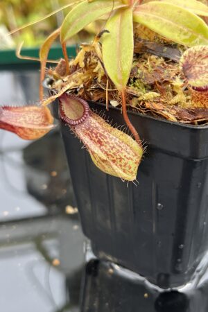 Close Up of Nepenthes burkei x hamata | Borneo Exotics | BE-3747 | H24887