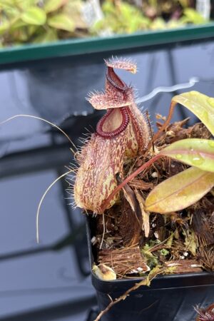 Close Up of Nepenthes burkei x hamata | Borneo Exotics | BE-3747 | H24964