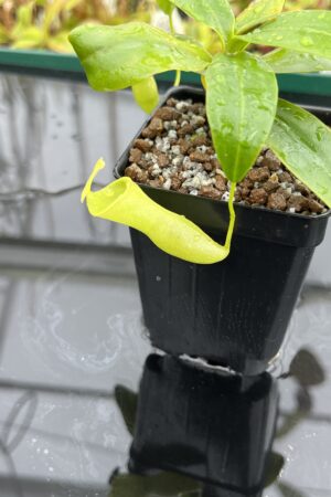 Close Up of Nepenthes campanulata | Borneo Exotics | BE-3044 | L24806
