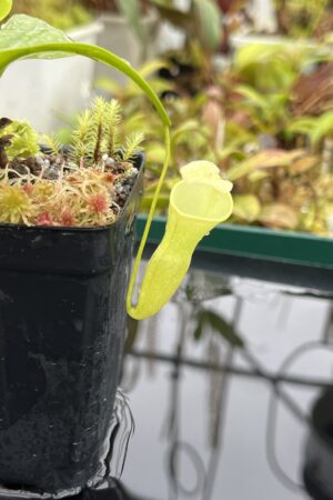 Close Up of Nepenthes campanulata | Borneo Exotics | BE-3044 | L25102