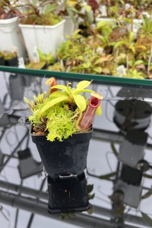 Close Up of Nepenthes carunculata var. robusta (Gunung Gadut) | Andreas Wistuba | AW-01 | H25083