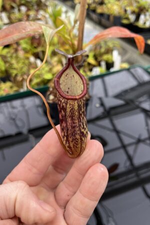 Close Up of Nepenthes ceciliae | Borneo Exotics | BE-4600 | IN25174