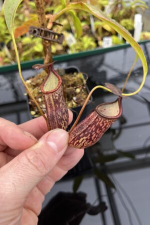 Close Up of Nepenthes ceciliae | Borneo Exotics | BE-4600 | IN25175