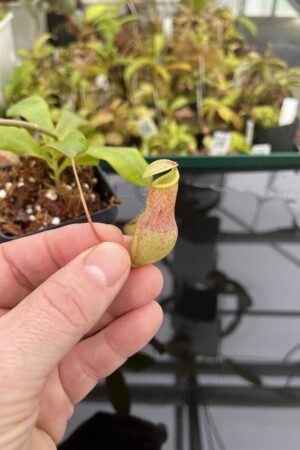 Close Up of Nepenthes cf. merrilliana {seedgrown, highland form, Philippines} | Best Carnivorous Plants | BCP-2140 | L25098
